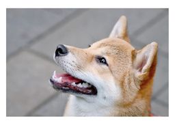 Vision log 1257 PART 5 - Price prediction for Shiba and Doge charts from my guides