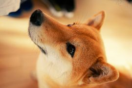 Vision log 1320- New collection of Shiba predictions