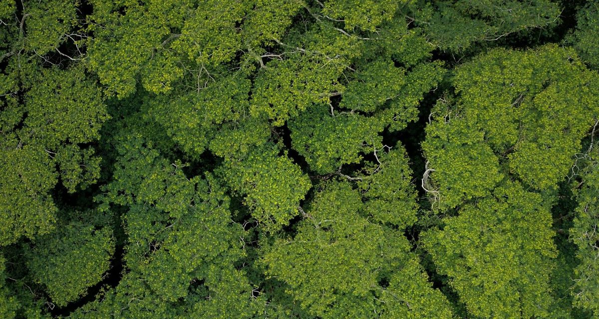 Societe Generale Anchors Ardian's €100M Article 9 Fund, Re-Pricing Nature-Based Patient Capital