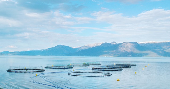 SalMar Mandates NOK Green Bond as Aquaculture Sector Prices Sustainability Risk Into Senior Debt Architecture