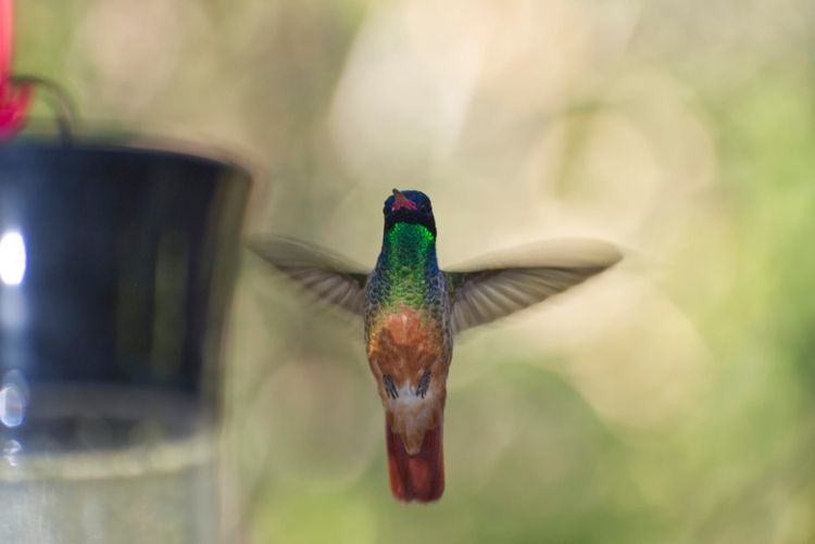 12/24/24-Tuesday-Day 18 		“Hummingbirds and Truck Repairs”