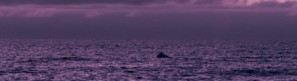 I Went Looking for A Dead Baby Whale