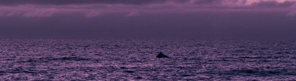 I Went Looking for A Dead Baby Whale