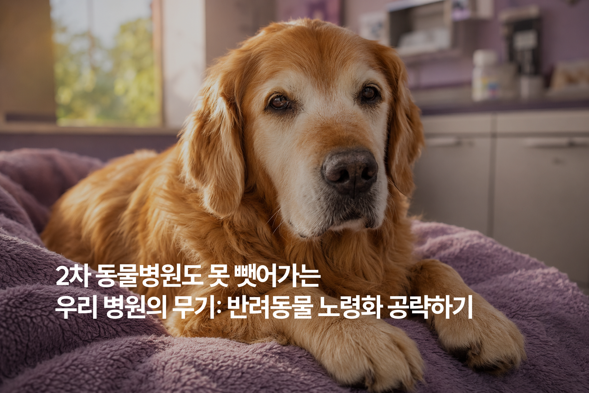 반려동물 고령화 시대, 노령 케어 프로그램이 동물병원의 다음 먹거리가 되는 이유
