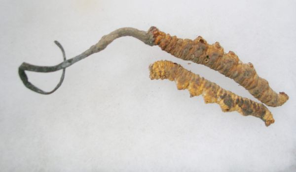 On Cordyceps Sinensis and Its Interactions with Cancer
