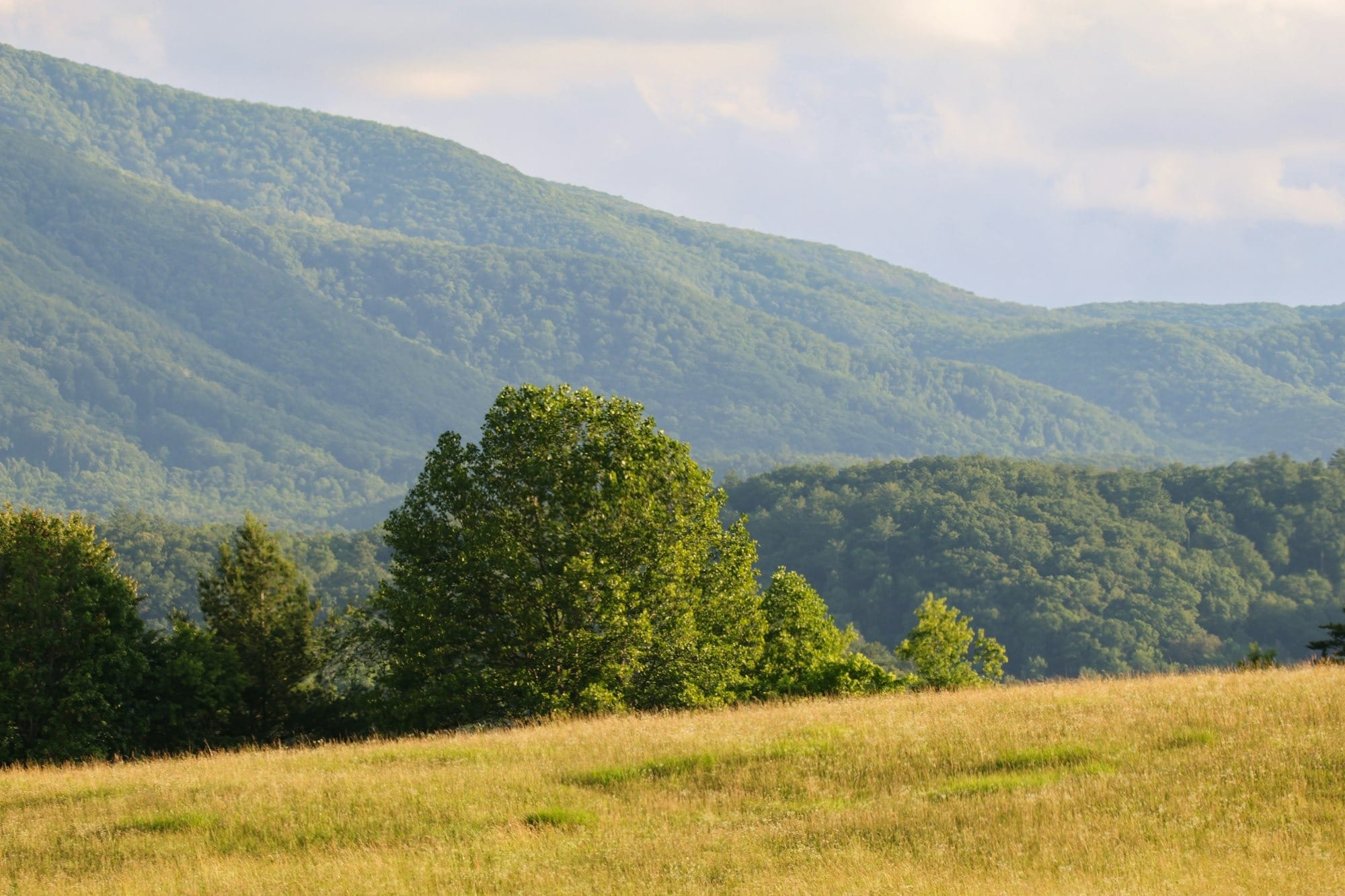 Mountains rise above a grassy field with trees.