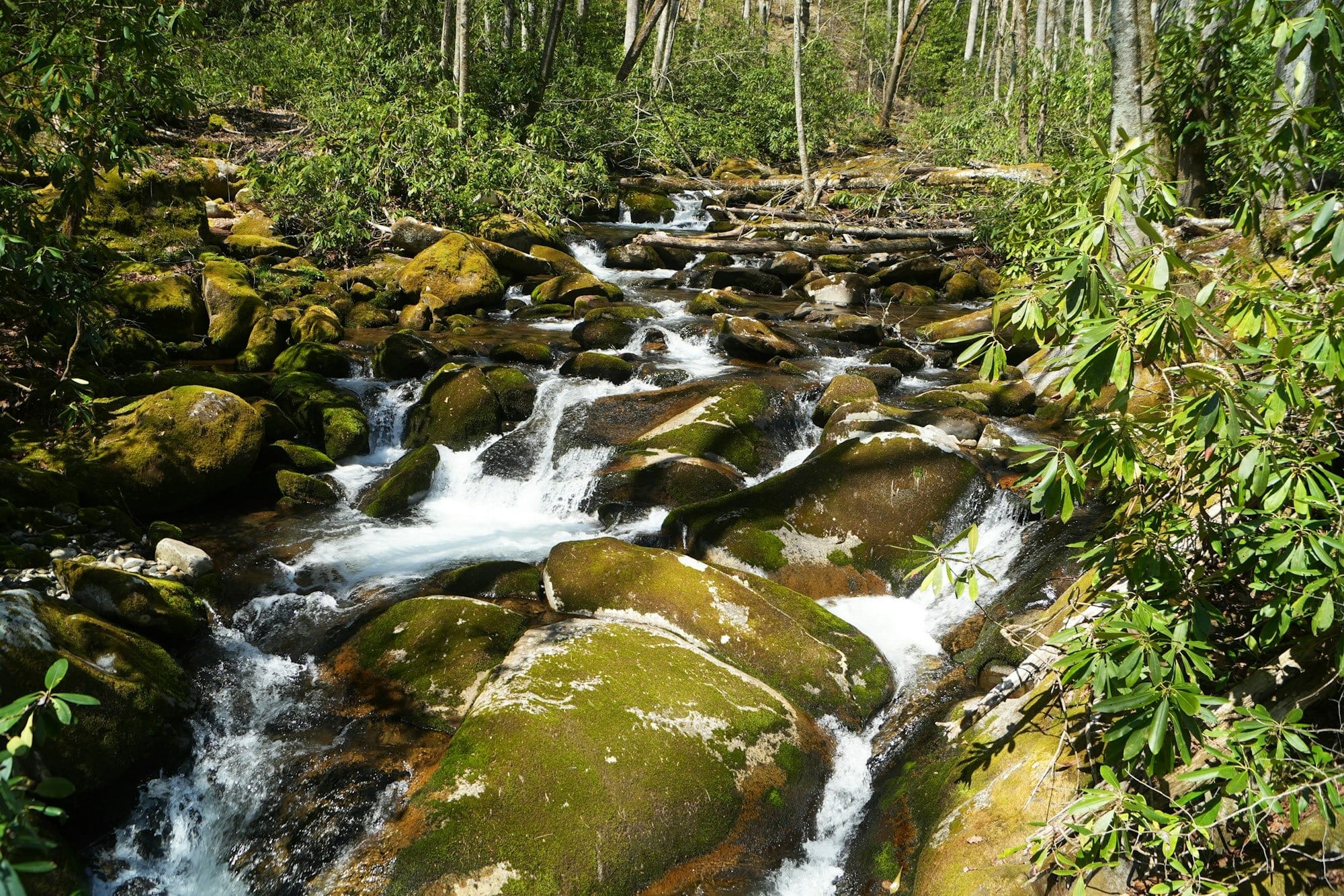 A rocky stream flows through a lush green forest.