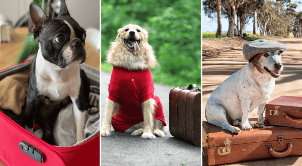 Dog Travel Bag