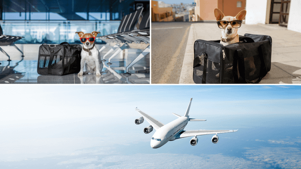 How to Air Travel with a Dog