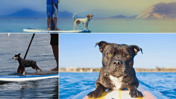 can dogs go on inflatable paddle boards