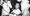 A black and white image of Ganju Lama displaying his Victoria Cross ribbon as two nurses stand by.
