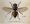 The fly