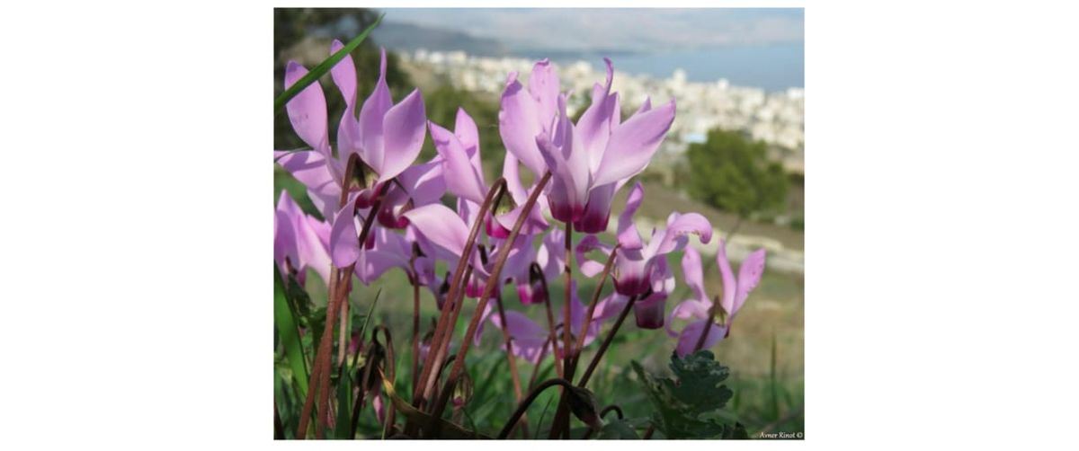 Can Trees Treat Trauma?