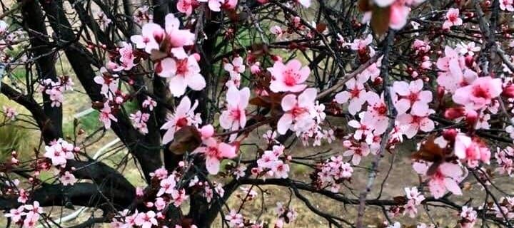 SPRING ISSUE ~ New Mexico Jewish Journal ~ Vol. 2, No.1 ~ ADAR 5785 ~ TABLE OF CONTENTS