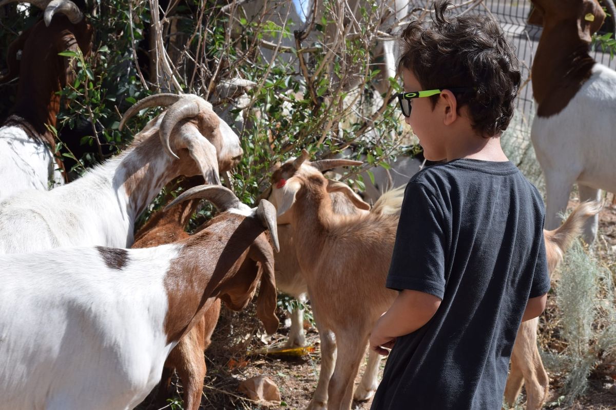 Release the Goats: How a Landscaping Fix Became Goatchella