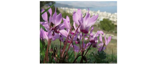 Can Trees Treat Trauma?