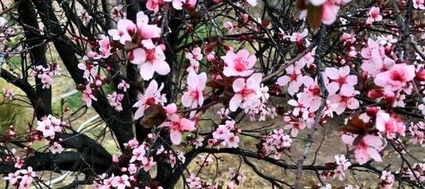 SPRING ISSUE ~ New Mexico Jewish Journal ~ Vol. 2, No.1 ~ ADAR 5785 ~ TABLE OF CONTENTS