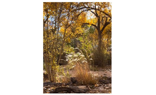 Navajo Places Named for Trees
