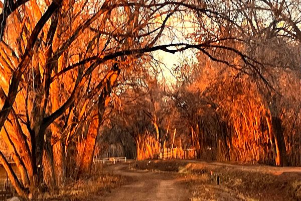 MARCH 1, 2026 ~ NM JEWISH JOURNAL ~ 12 ADAR 5786