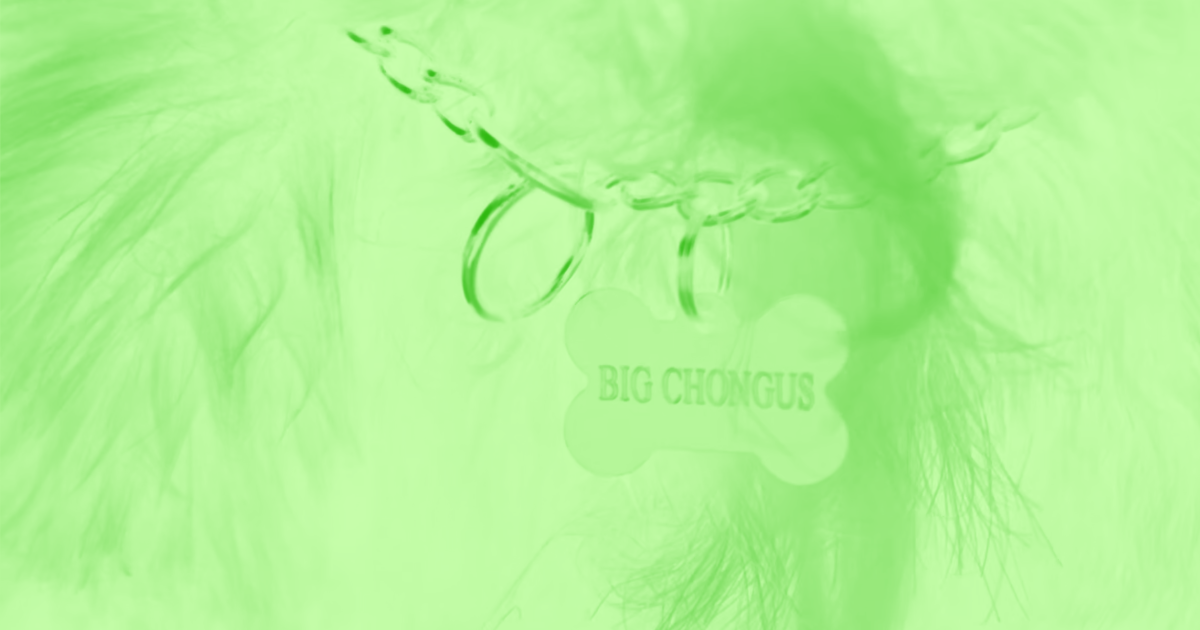 Big Chongus Finds a Perfecth Home