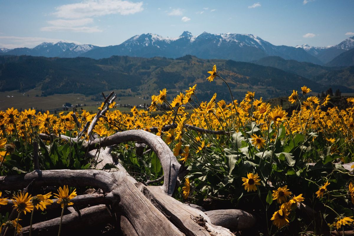 Delegate Delegation — An Upgrade to the Common Delegation Practice of Micro Management