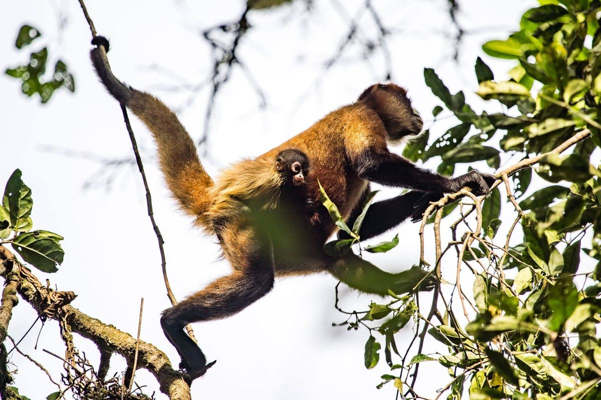 How Companies Incentivize Layoffs—A Study of Corporate Career Incentives