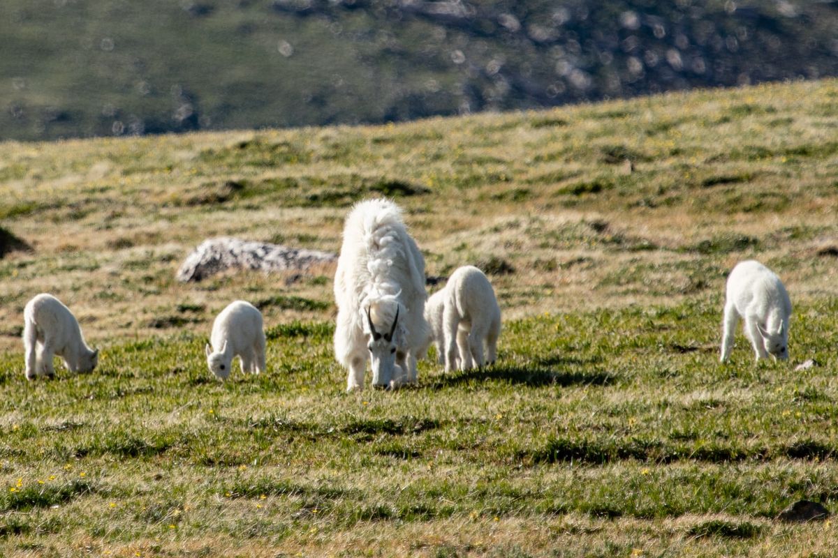 Senior Engineer or Senior Citizen? How Can Vintage Tech Workers Age Like Fine Wine?
