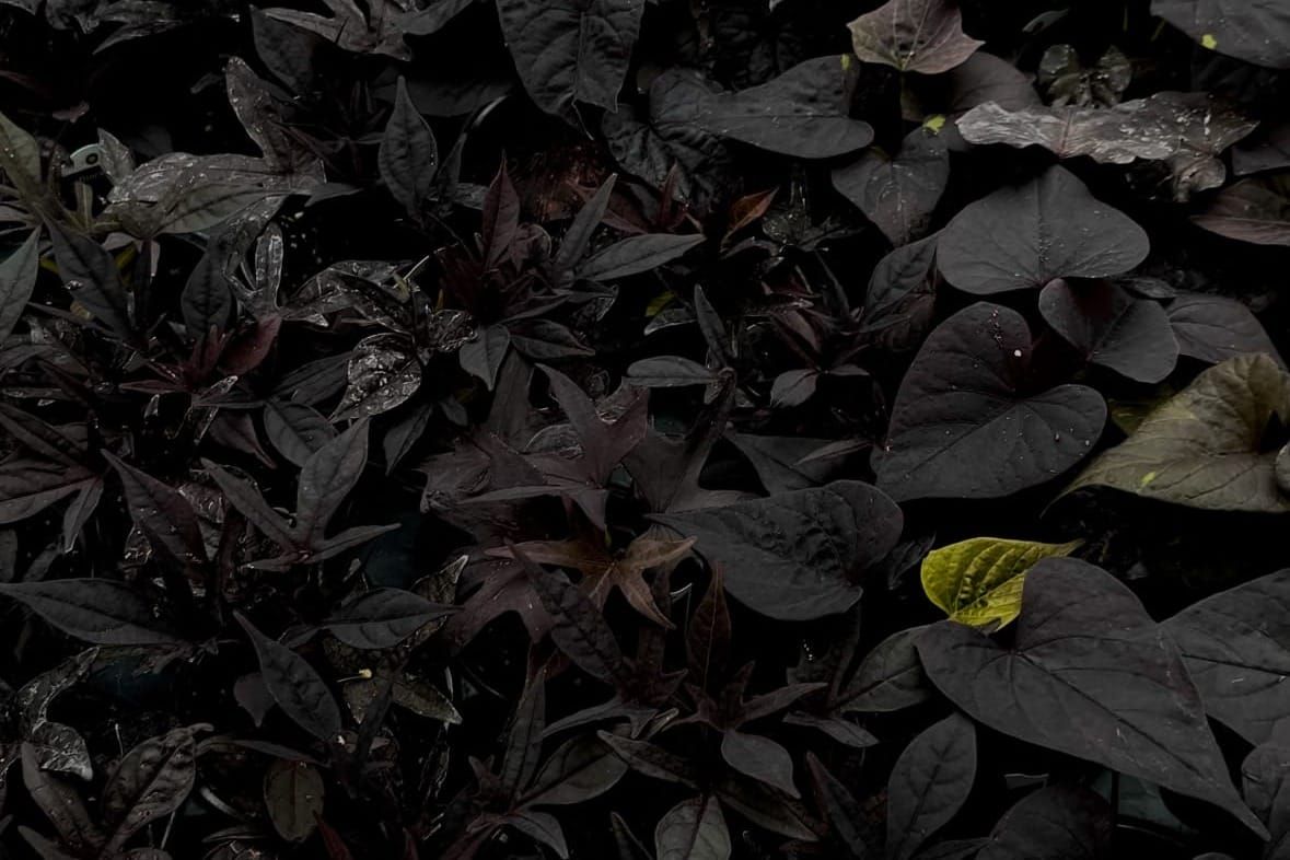 10 Black Flowers For Your Goth Garden