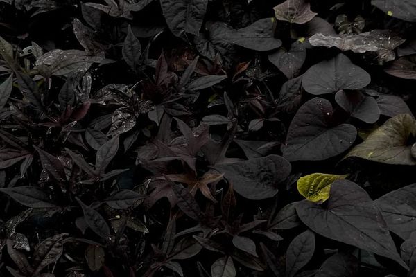 10 Black Flowers For Your Goth Garden