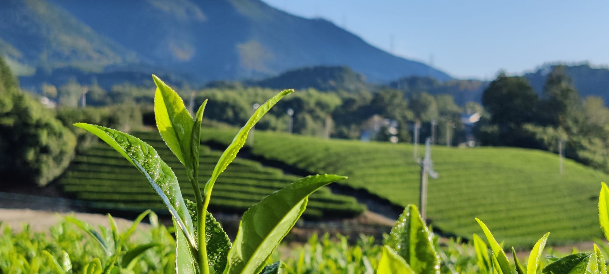 A branch of the tea plant showing the bud and 3 leaves. Taken in Wazuka, Kyoto. Credit: Janice Chan (@janschanoma)