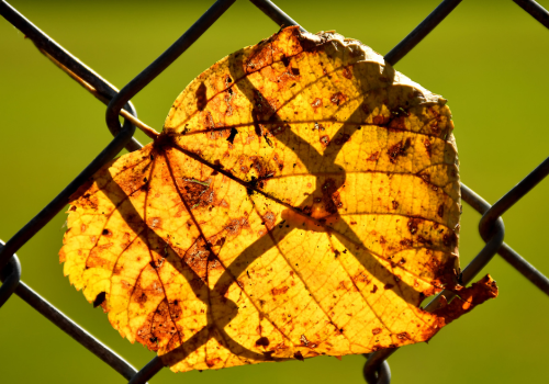 Photo of a yellow, curling, aging leaf blown up against a chain link fence