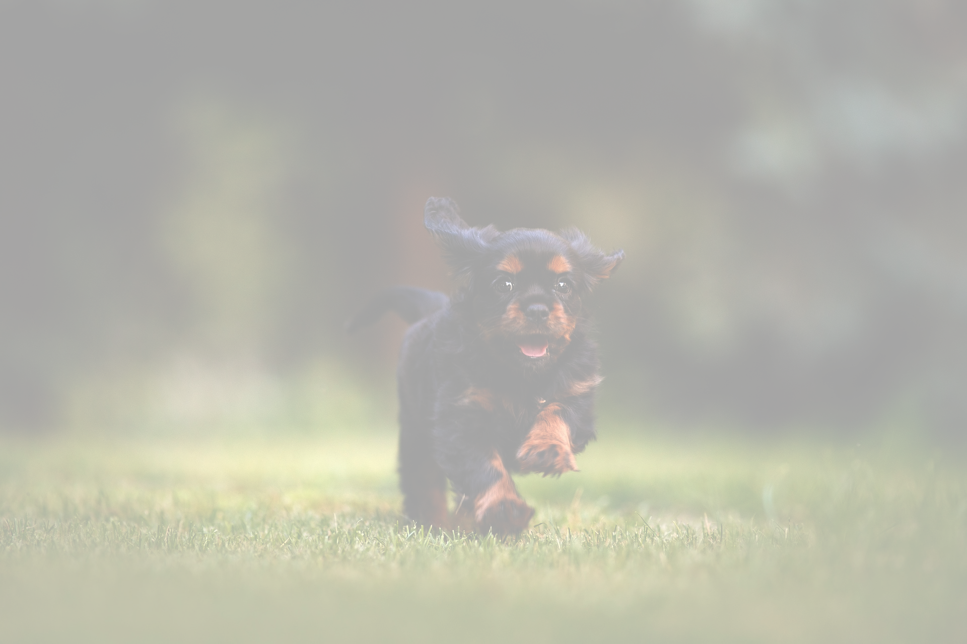 Rutherford Woof