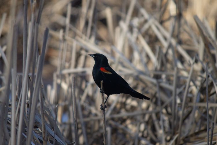 Among the Birds of the Mitten