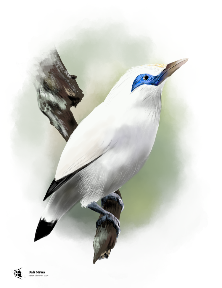 Running Commentary 2/26/2024