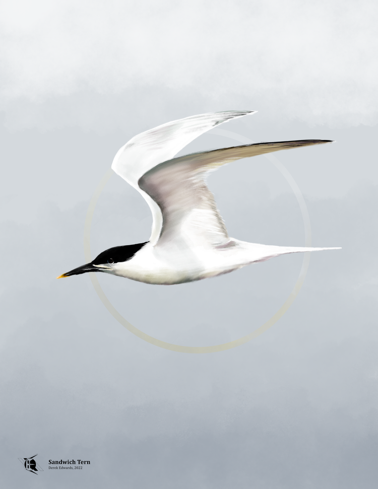 Running Commentary 7/22/2024