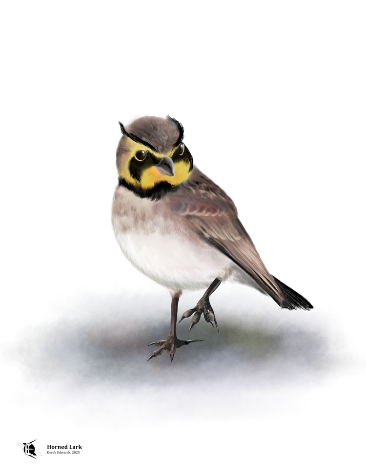 Running Commentary 2/24/2025