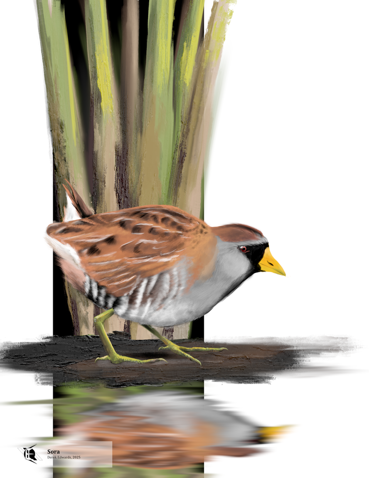 Running Commentary 9/22/2025