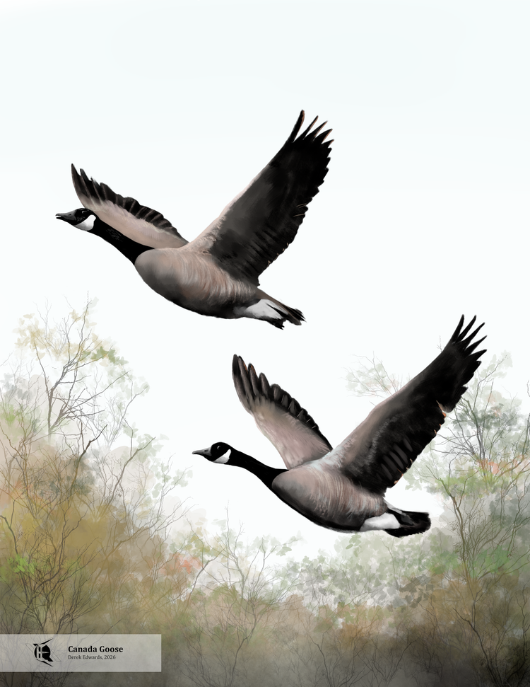 Running Commentary 2/2/2026