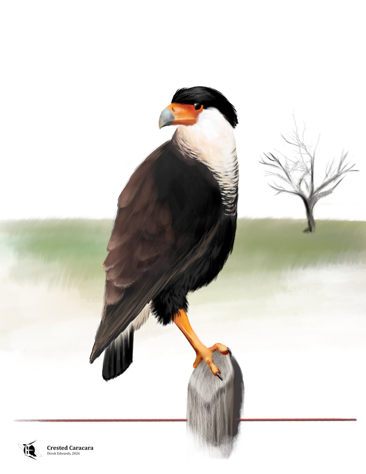 Running Commentary 2/24/2026