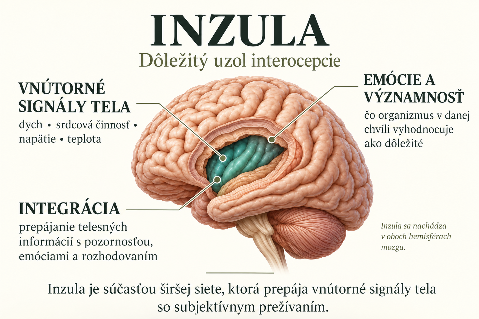 Inzula ako dôležitý uzol interocepcie a súčasť širšej siete mozgu