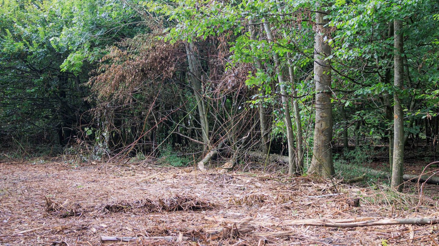 De raad zette het bos op pauze, de kap ging door