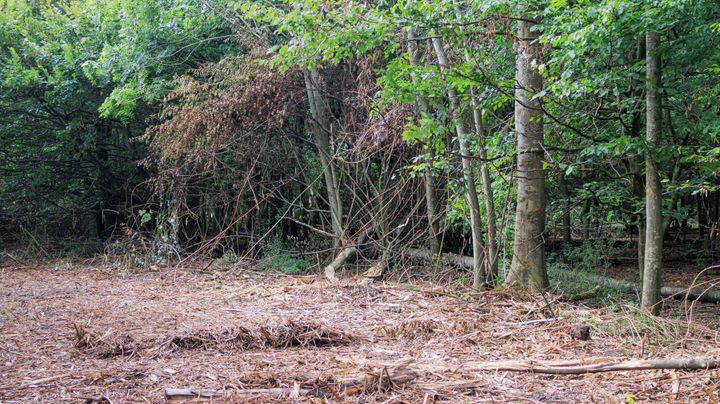 De raad zette het bos op pauze, de kap ging door