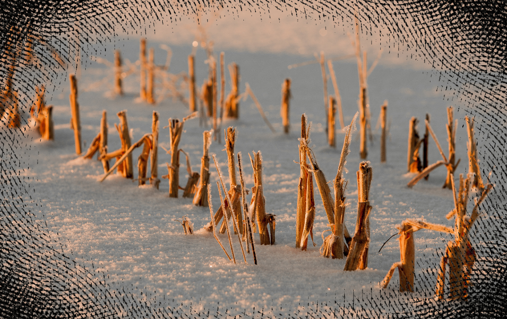 Dead Country: An Ode to Karen Russell's "Proving Up"