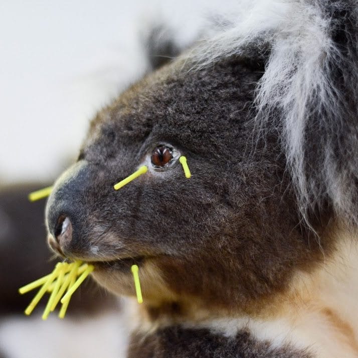 Blood, sweat and tears: a day with a taxidermist