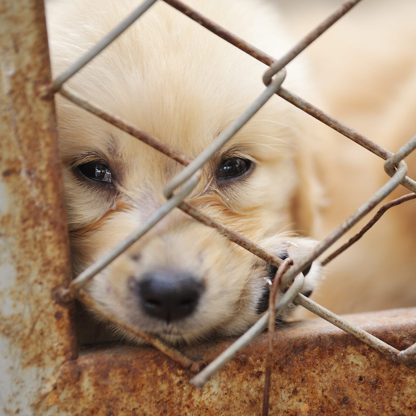Dog owner's anger at puppy farm