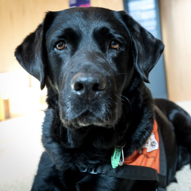 Monash research goes to the dogs – and students reap the benefits