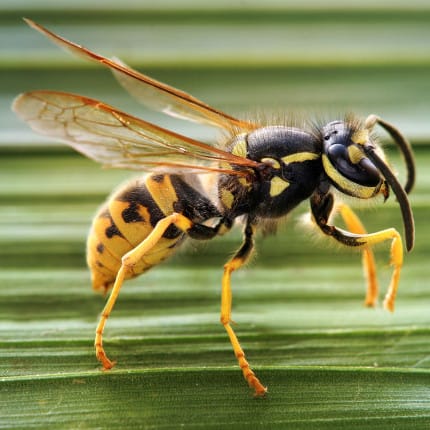 Victoria stung by record numbers of European wasps