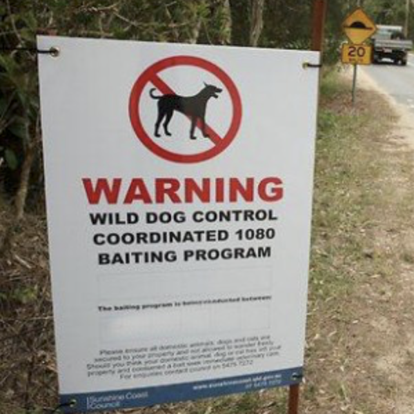 The poison bait debate: Feral dogs a serious threat, warns trapper
