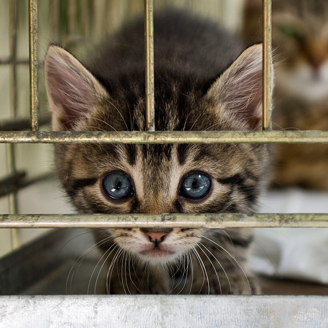 International students face 'pet discrimination'