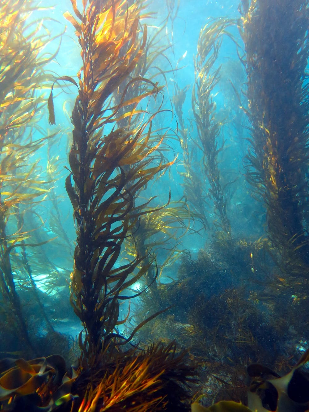 Groundbreaking seaweed platform creates waves for climate solutions